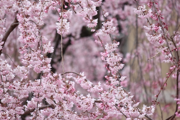 3427-13.3.28一重紅枝垂れ桜　中アップ　横.jpg